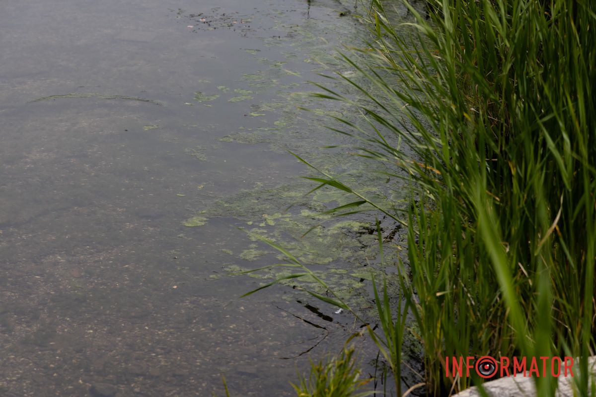 Наскільки чиста вода в річці та чому відбувається цвітіння Дніпра 10