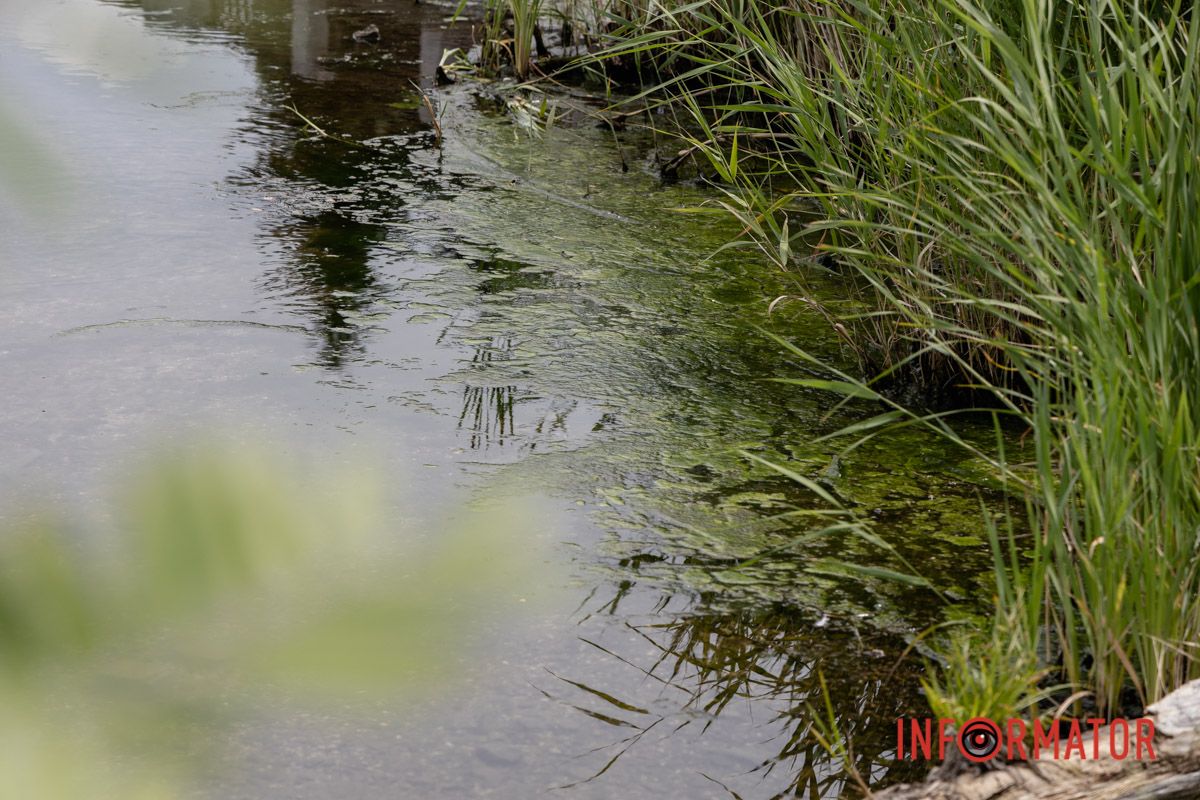 Наскільки чиста вода в річці та чому відбувається цвітіння Дніпра 12