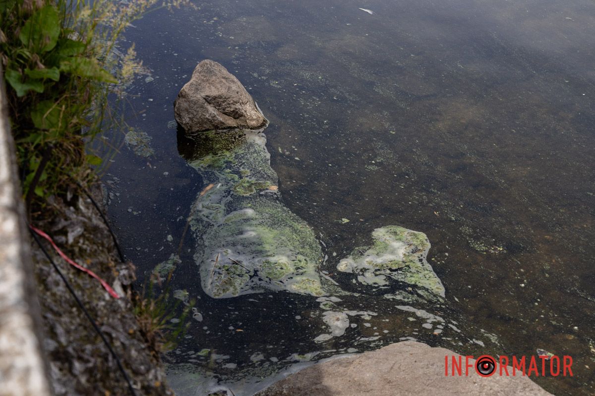 Наскільки чиста вода в річці та чому відбувається цвітіння Дніпра 15