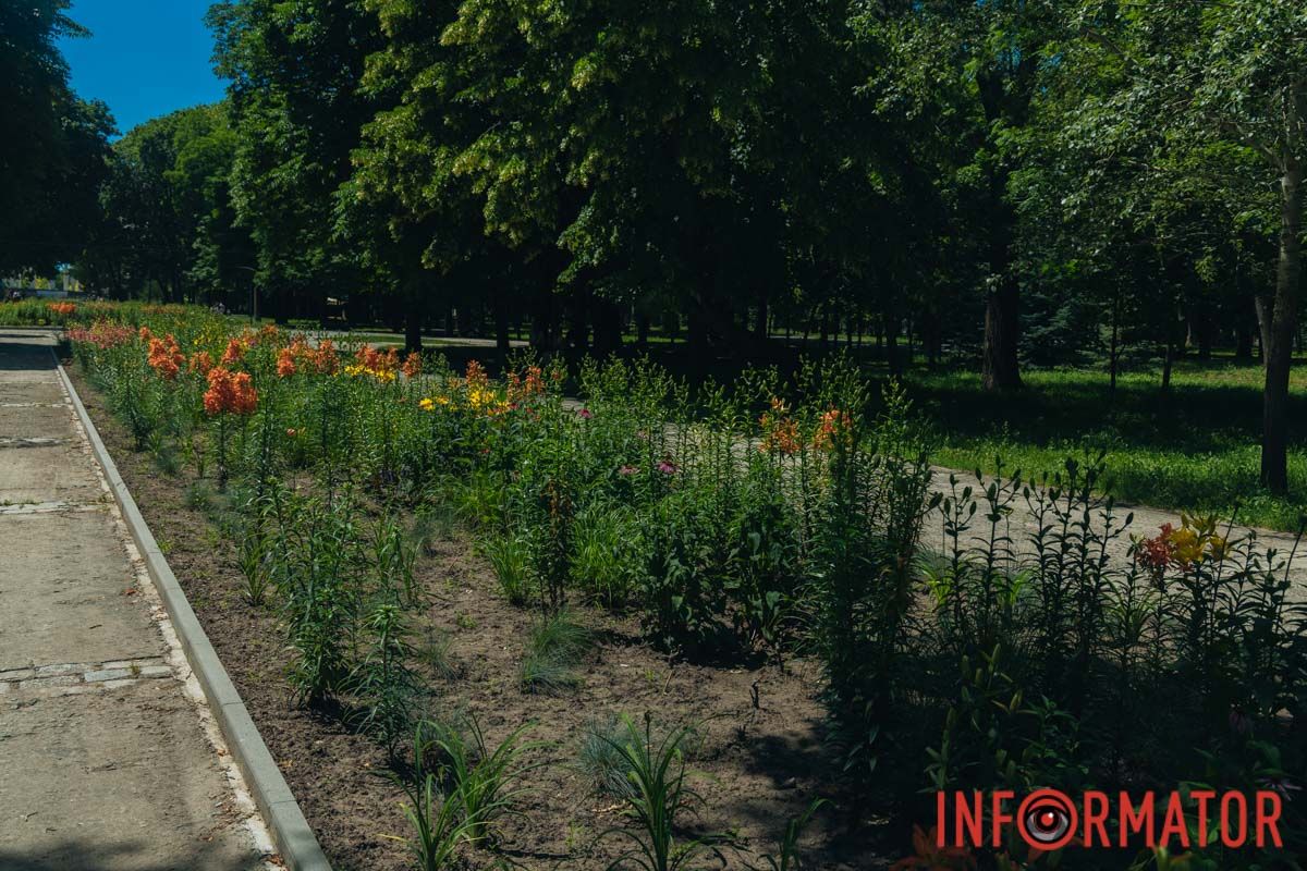 Лілії розпустилися у всій своїй крас