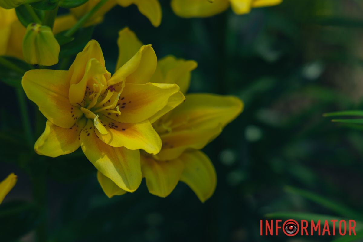 Жовті лілії наповнюють парк сонячними барвами