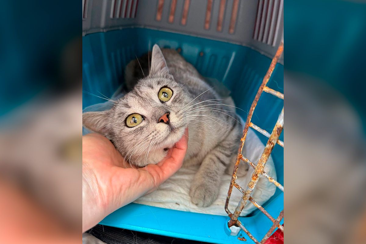 Скакй