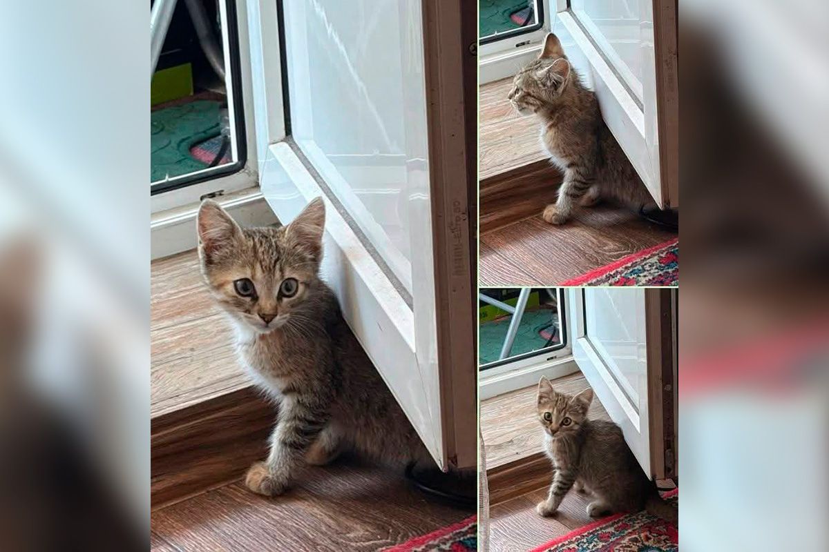 Кошенятко шукає родину