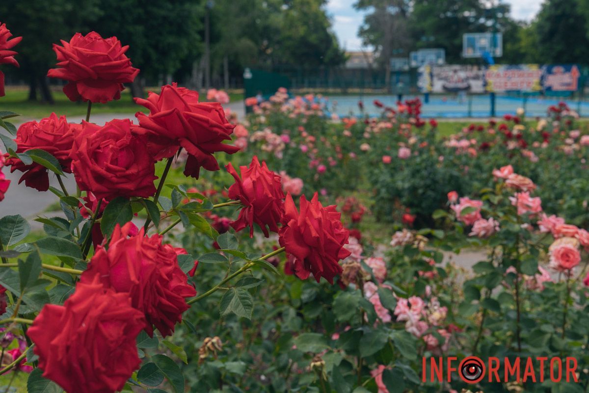 Шкода, що фото не передає запах Шкода, що фото не передає запах