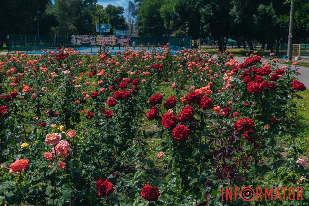 Квіткова симфонія серед міського шуму Квіткова симфонія серед міського шуму