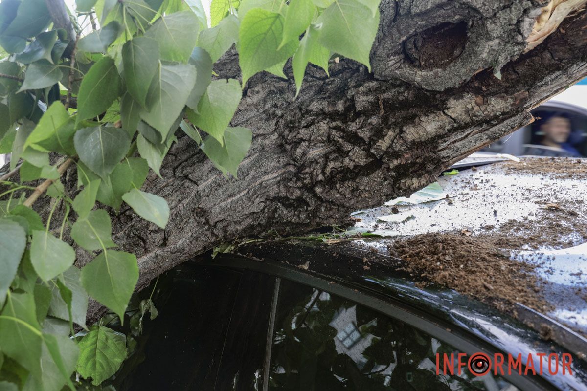 В Днепре возле «Филатовской парковки» огромная ветвь упала на Audi и Kia: к счастью людей не задело 6