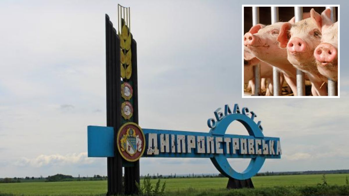 У Дніпропетровській області зафіксували новий спалах африканської чуми свиней: як захистити тварин