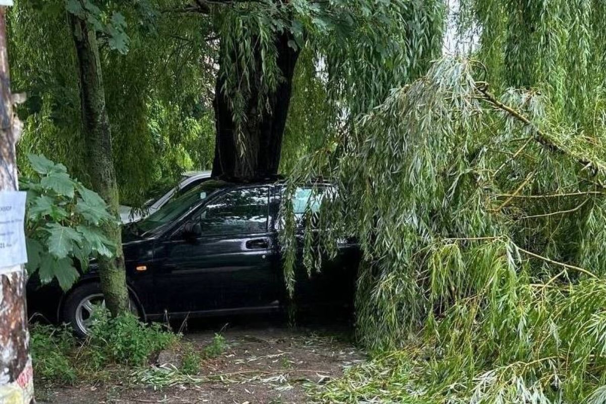 Дерево практически "накрыло" автомобиль