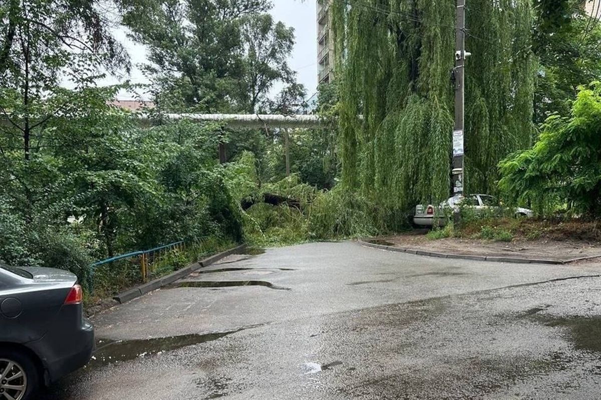 Ветер повалил иву
