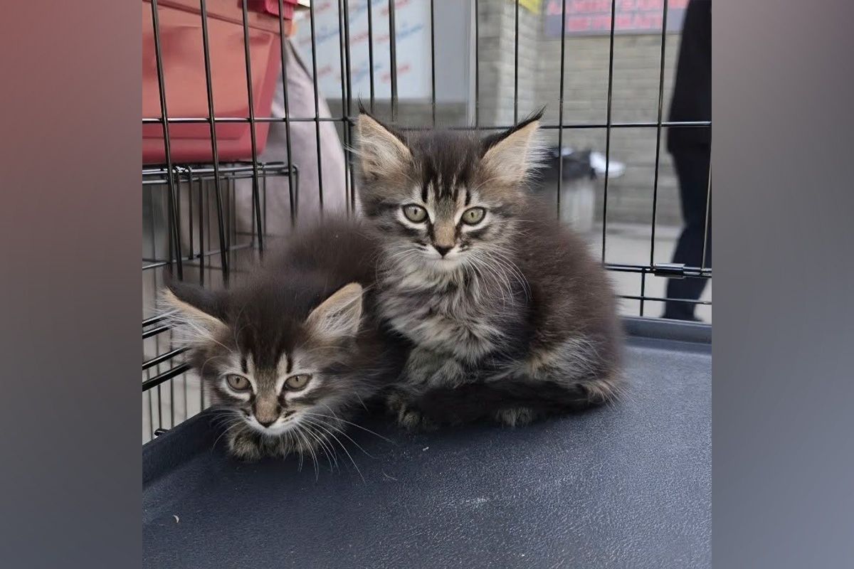 Кошенята шукають сім’ю Кошенята шукають сім’ю