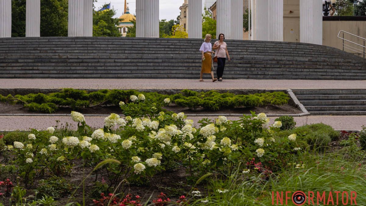 Ніжні білі "хмаринки": у Дніпрі у парку Шевченка квітнуть гортензії