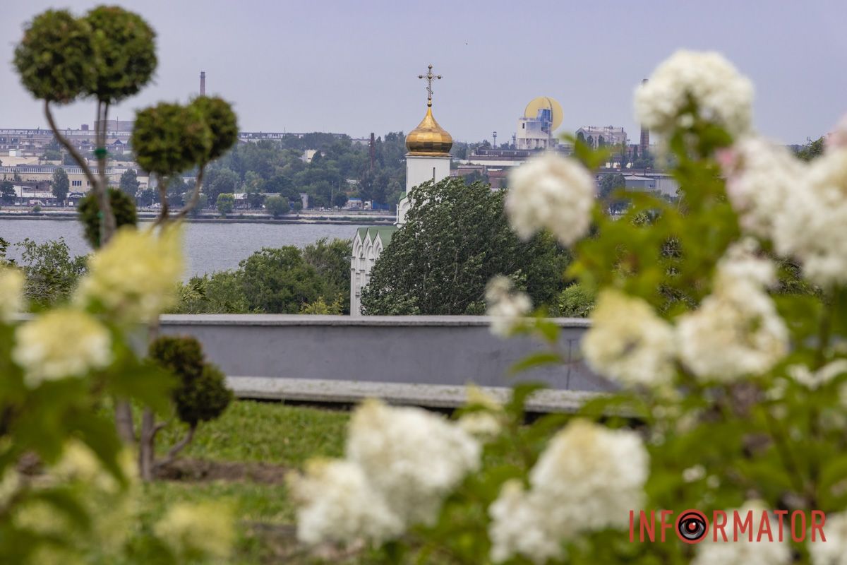 В Днепре в парке Шевченко цветут гортензии 14
