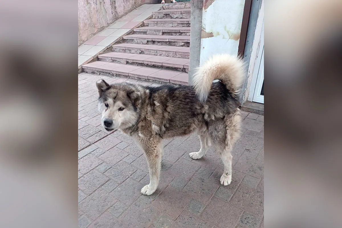 Песик шукає сім’ю