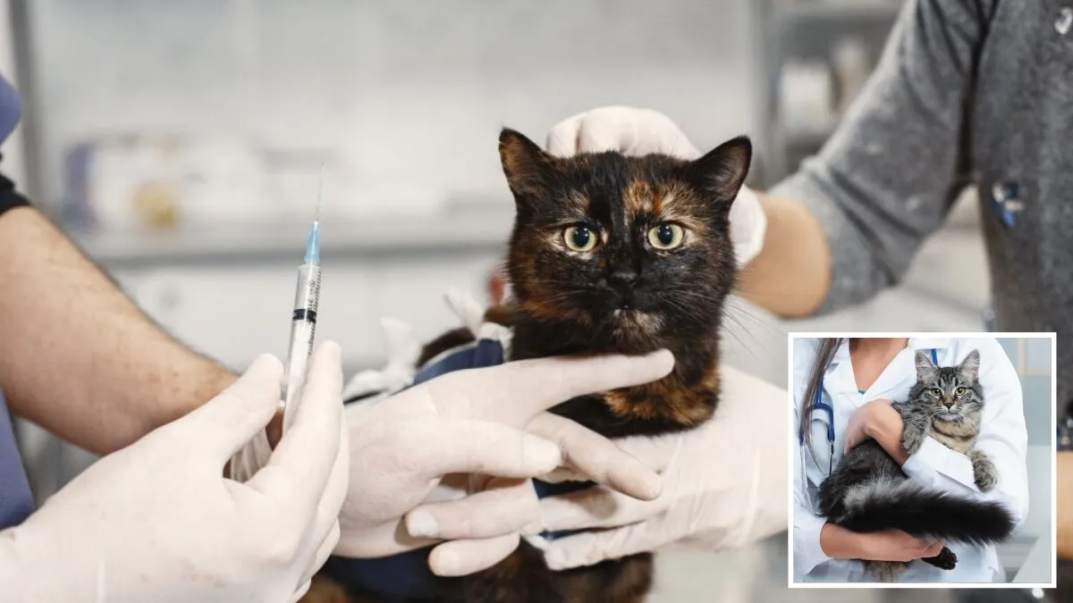 Вакцинація котиків: що потрібно знати власникам хвостиків, аби домашні улюбленці були здоровими