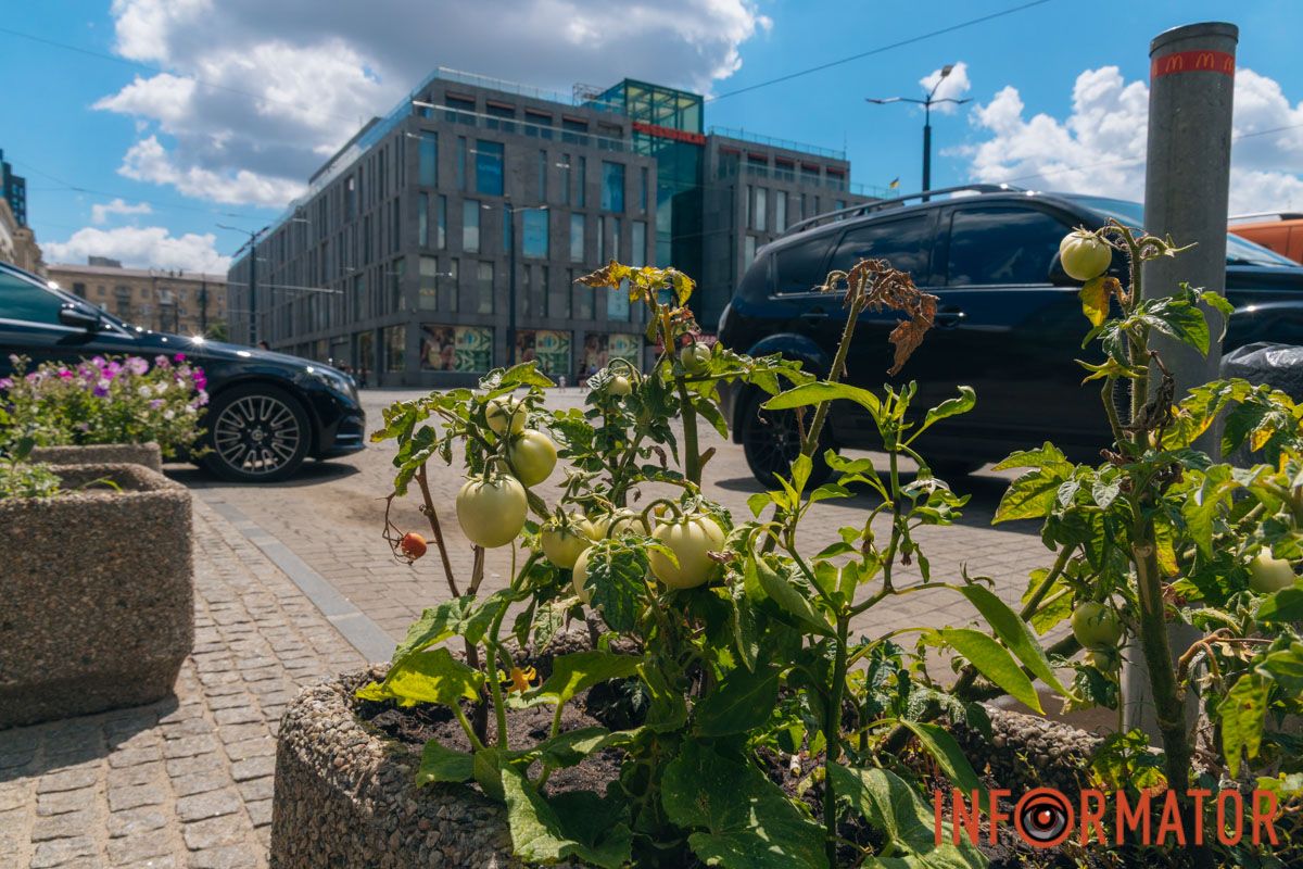 Овочі посеред квітів: де у Дніпрі виросли помідори та гарбузи 8
