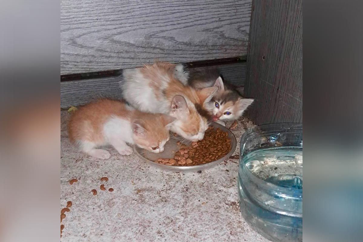 Кішка з котятами 