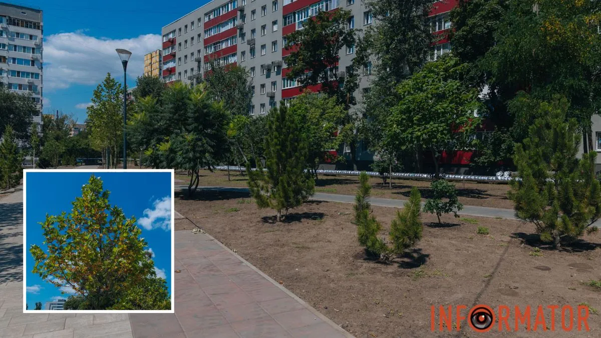 Берези, червоні клени та платани: на Калиновій у Дніпрі створюють нову зелену зону
