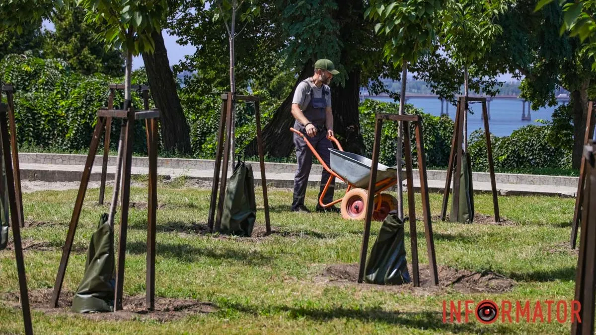 У парку Шевченка у Дніпрі на сакурах з'явилися мішки: для чого вони потрібні