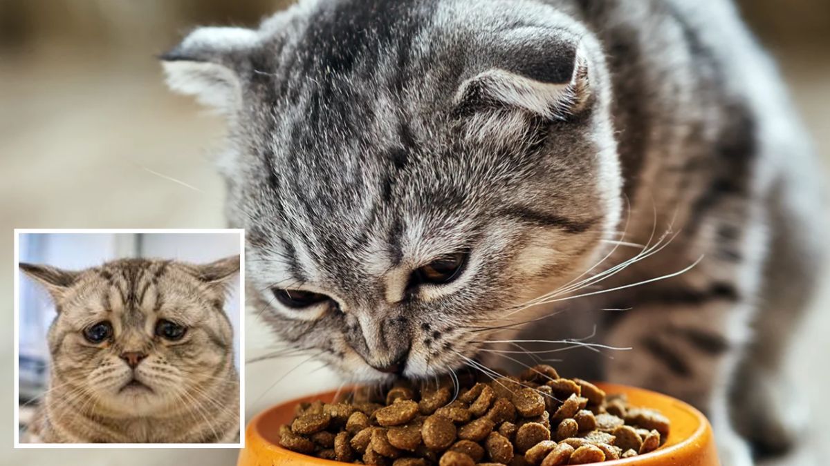 Кота часто тошнит: в каких случаях стоит ехать к ветеринару