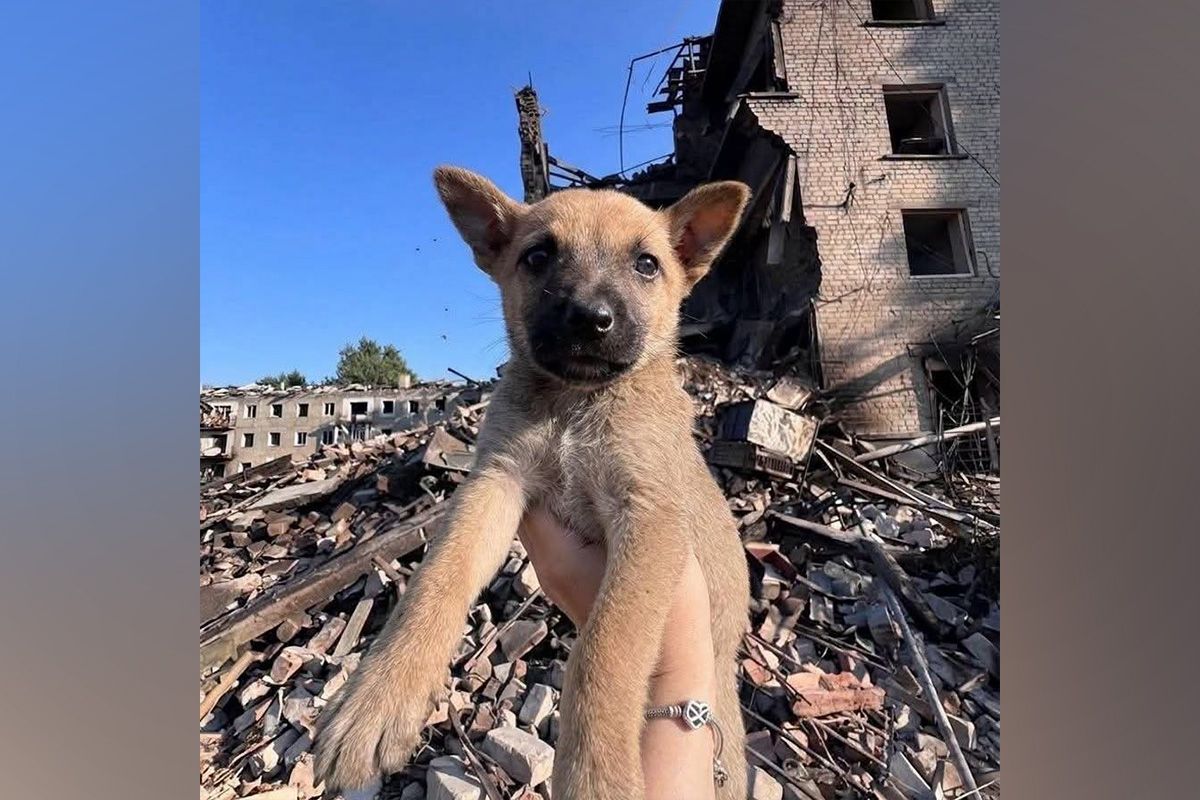 Цуцику потрібна сім’я
