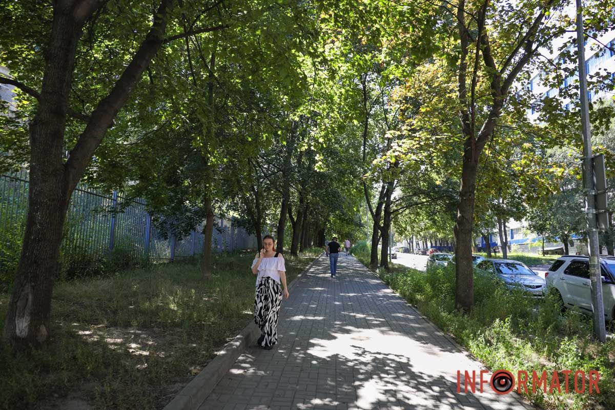 Святкування День Незалежності під цвітіння алергену: вулиці Дніпра заросли полями амброзії 8
