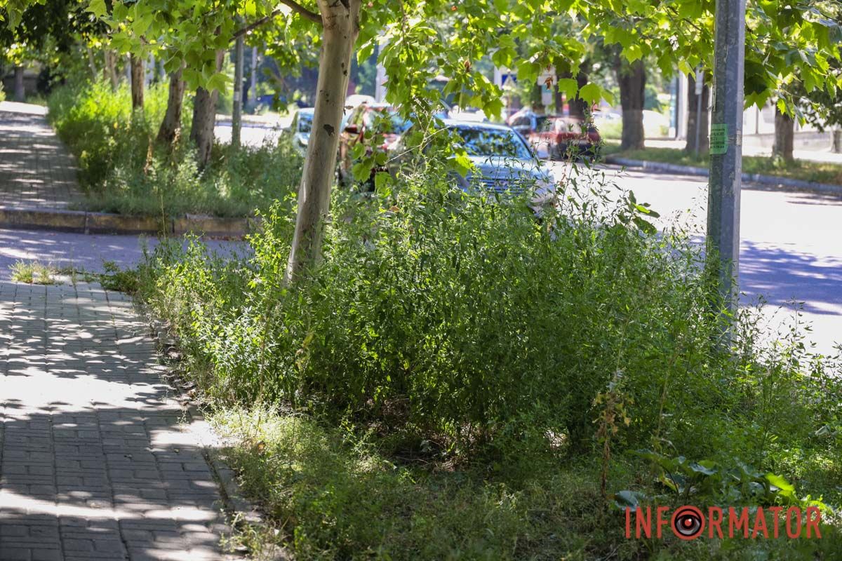 Святкування День Незалежності під цвітіння алергену: вулиці Дніпра заросли полями амброзії 4