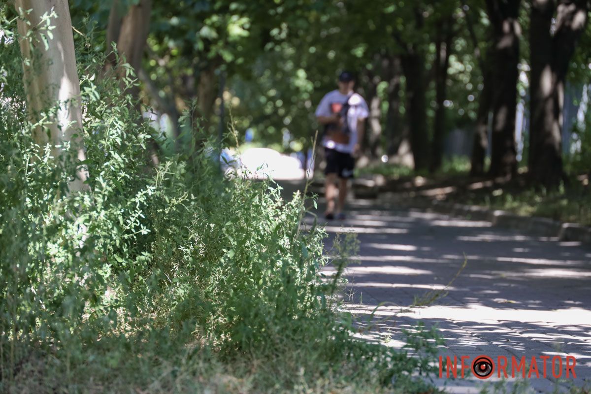 Святкування День Незалежності під цвітіння алергену: вулиці Дніпра заросли полями амброзії 3