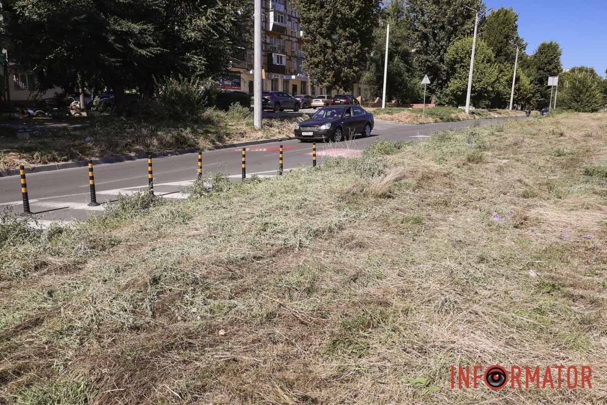 Святкування День Незалежності під цвітіння алергену: вулиці Дніпра заросли полями амброзії 29