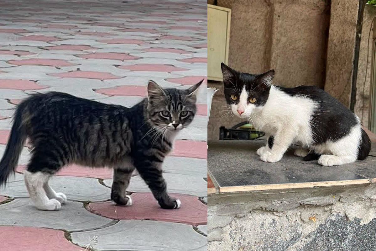 Кошенята шукають дім