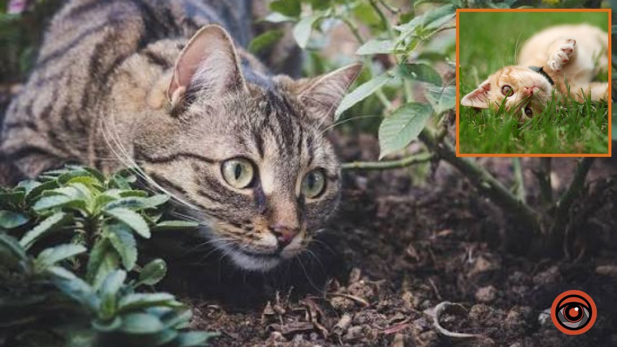Сусідські коти перетворили грядки на туалет: як захистити город
