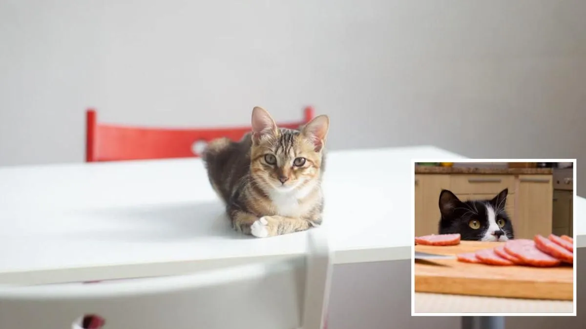 Как отучить котика запрыгивать на столы: простые советы
