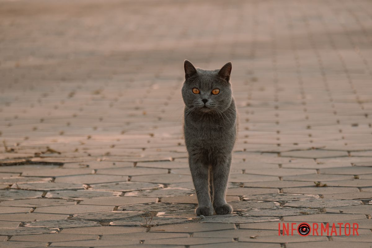 У котика в очах теж сонце