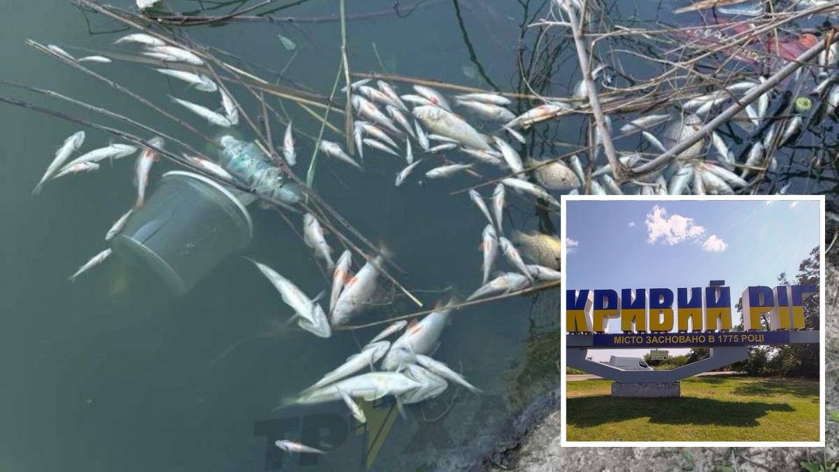У Кривому Розі в одній з водойм масово померла риба