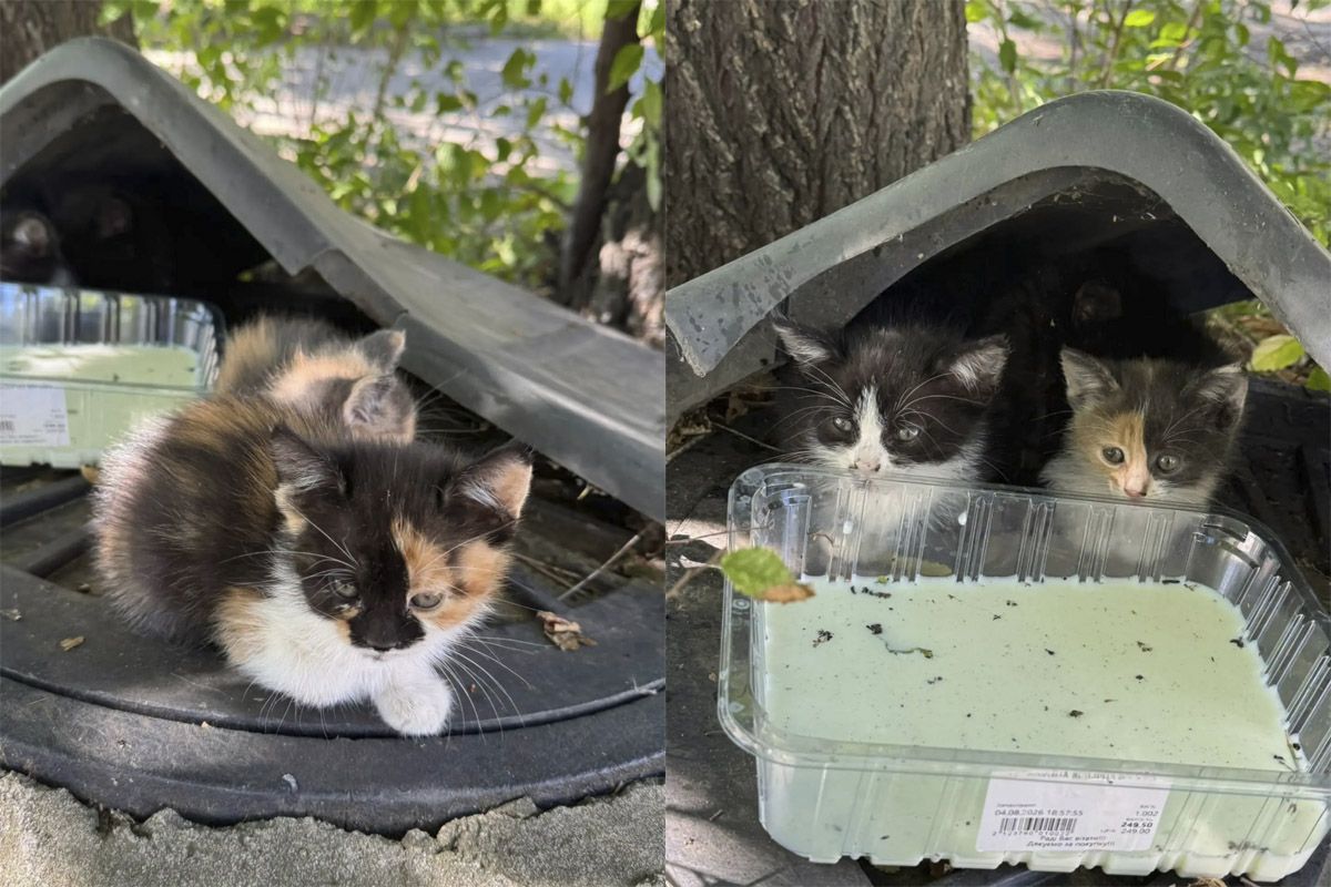 Кошенята шукають сім’ю Кошенята шукають сім’ю