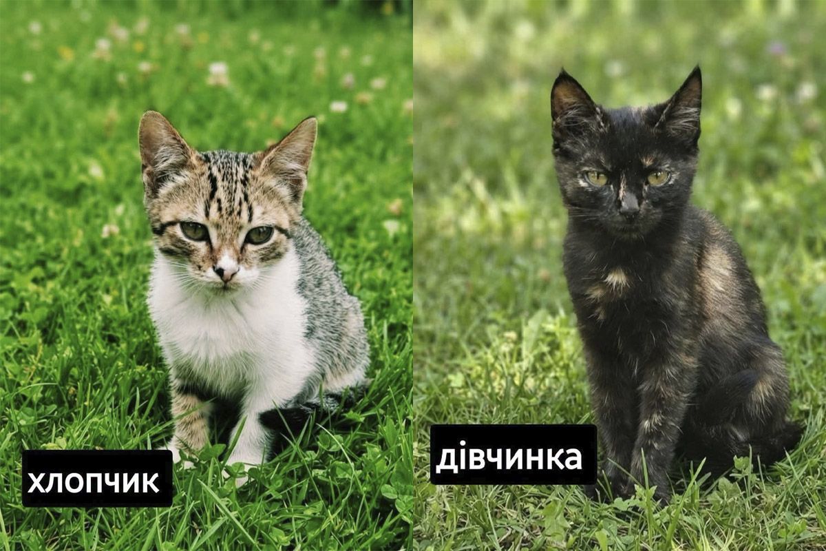 Двоє кошенят шукають домівку Двоє кошенят шукають домівку