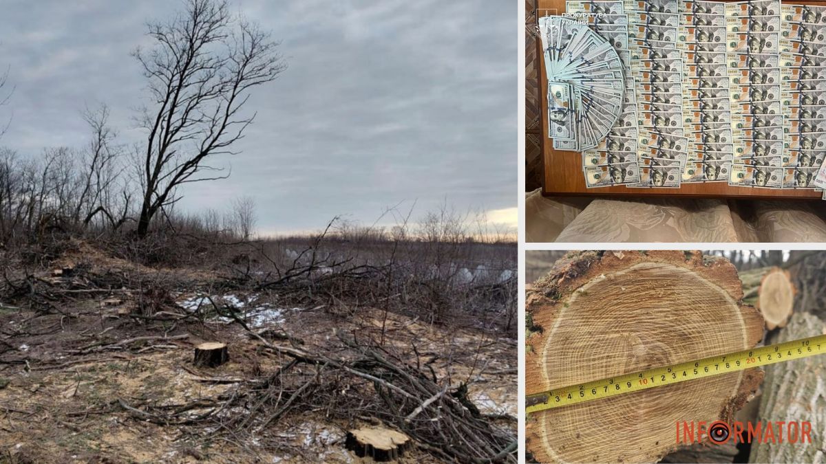 У Дніпропетровській області чорні лісоруби завдали збитків державі на 10 мільйонів