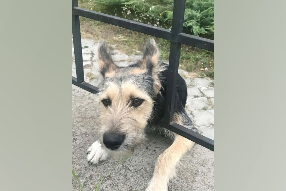 Собачка шукає сім'ю