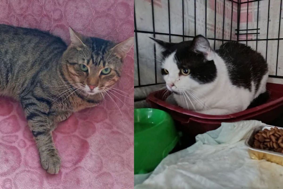 Котики з Краматорська шукають сім’ю