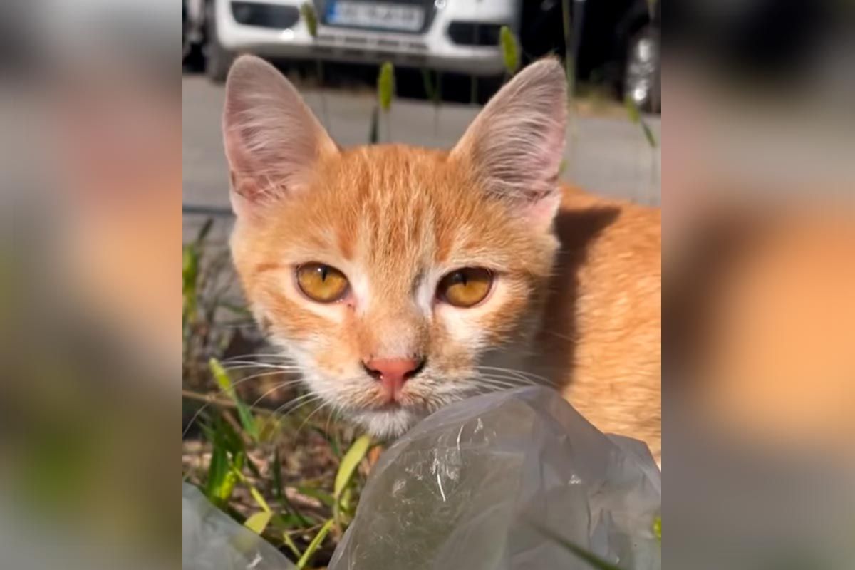 Рудий котик шукає сім’ю