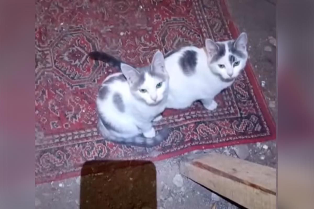 Дві кішечки шукають домівку
