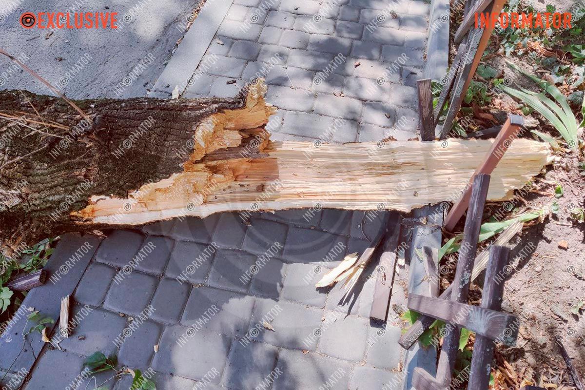 Рік тому дерево впало на дорогу Рік тому дерево впало на дорогу