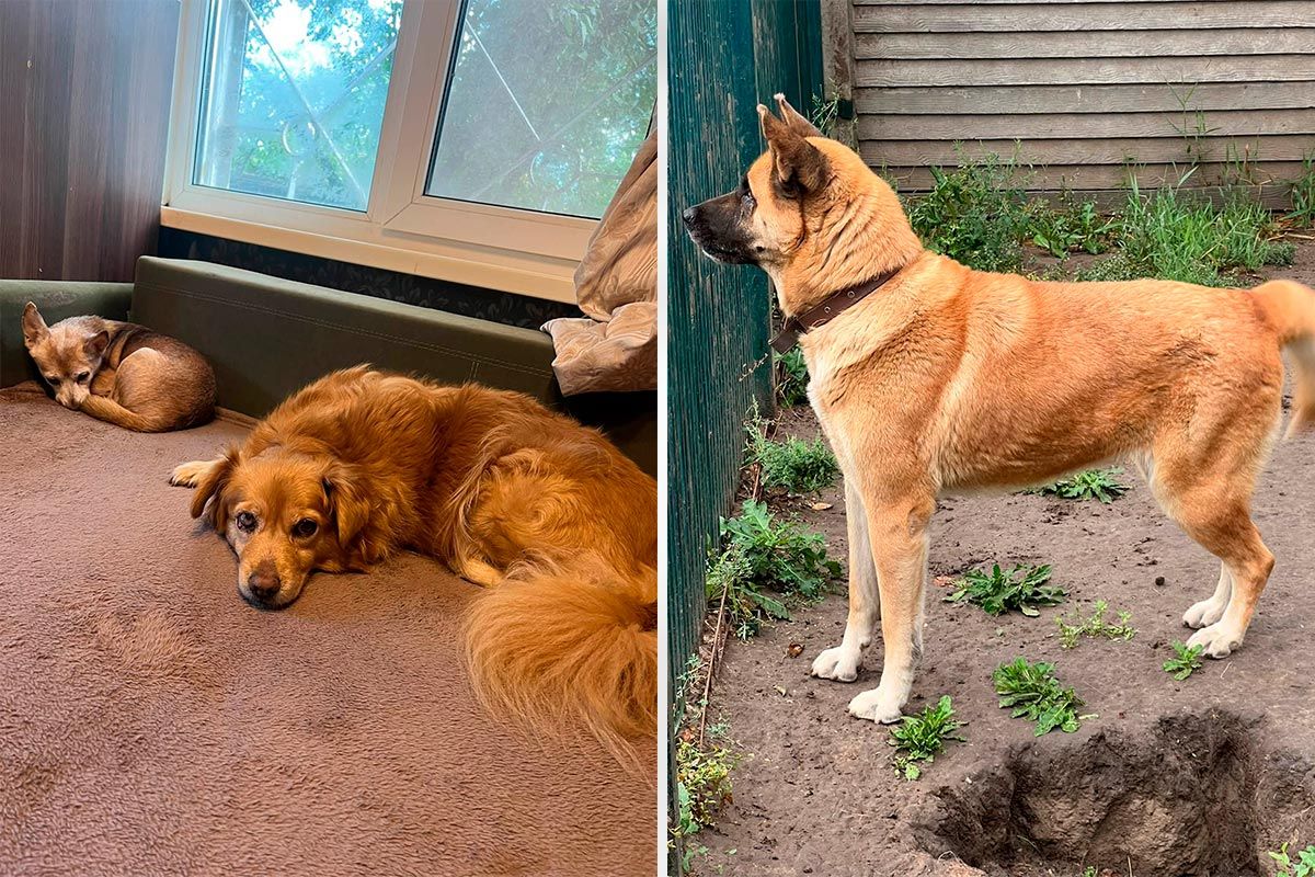Хто шукає вірного друга? Ситенко 4