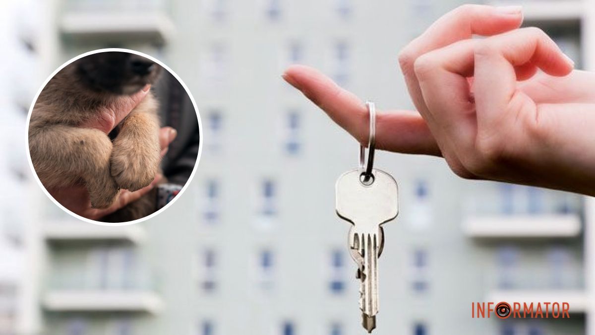Близько 82% власників житла в Україні здають квартири без тварин: яка ситуація в Дніпропетровській області