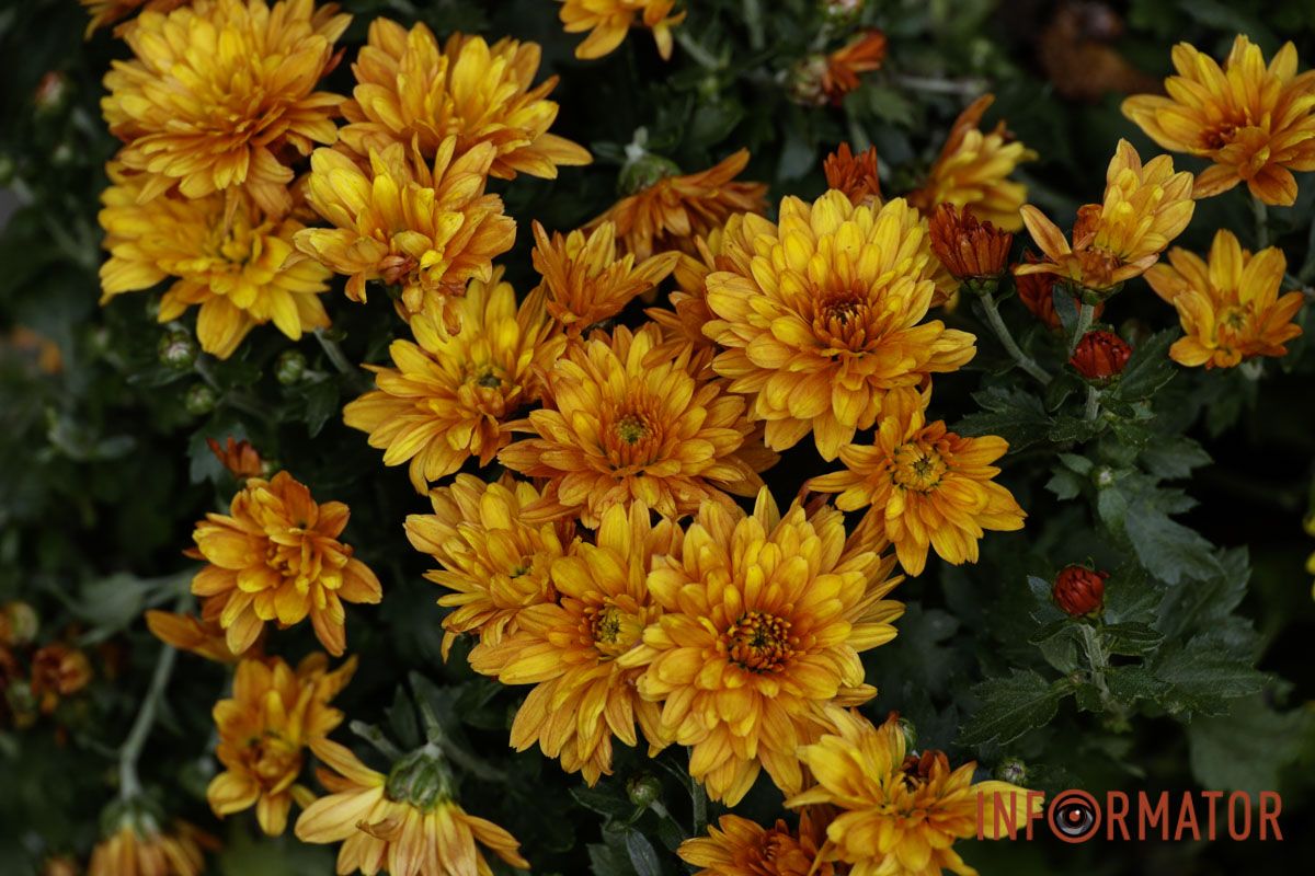 Хризантеми замість жовтого листя: де у Дніпрі зробити атмосферні осінні фото 7