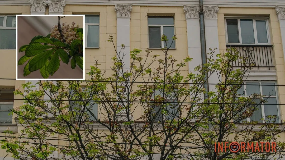 Осенний сюрприз природы: в Днепре в начале октября внезапно зацвели каштаны
