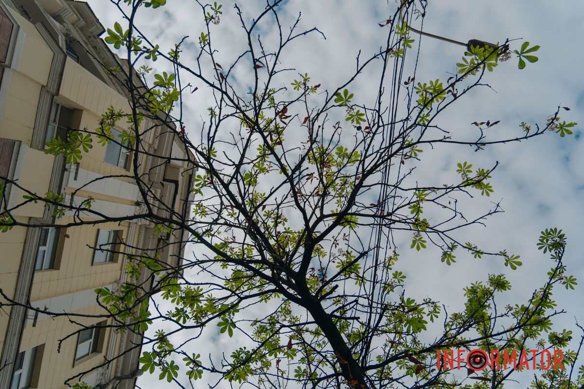 Для самого дерева это дополнительная нагрузка