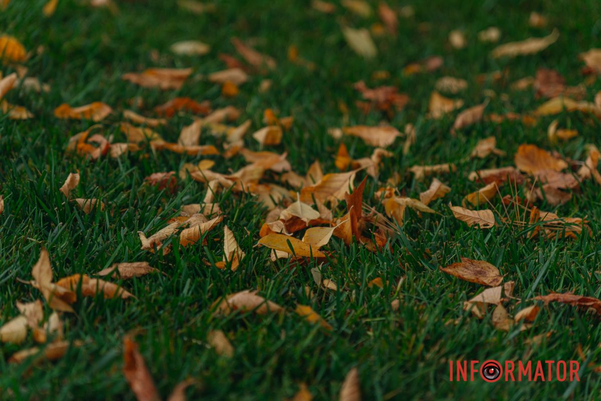 Рулонний газон не вирощують у рулонах
