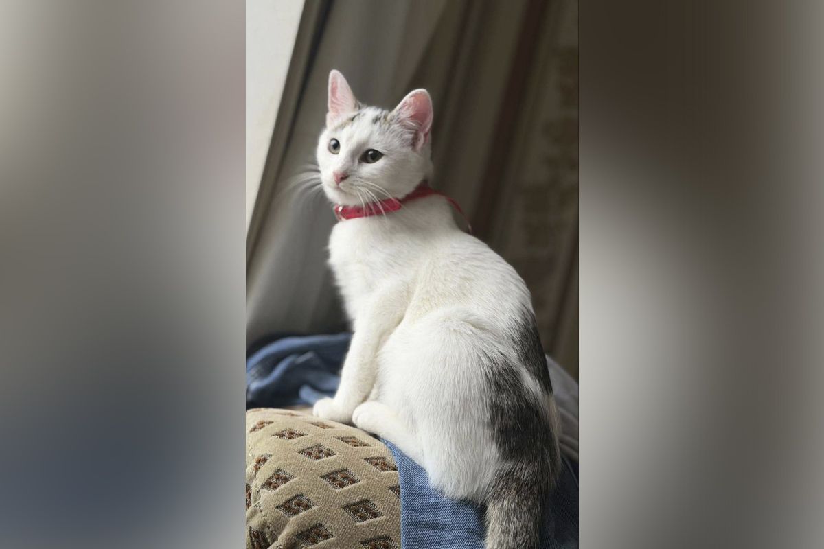 Милли Милли