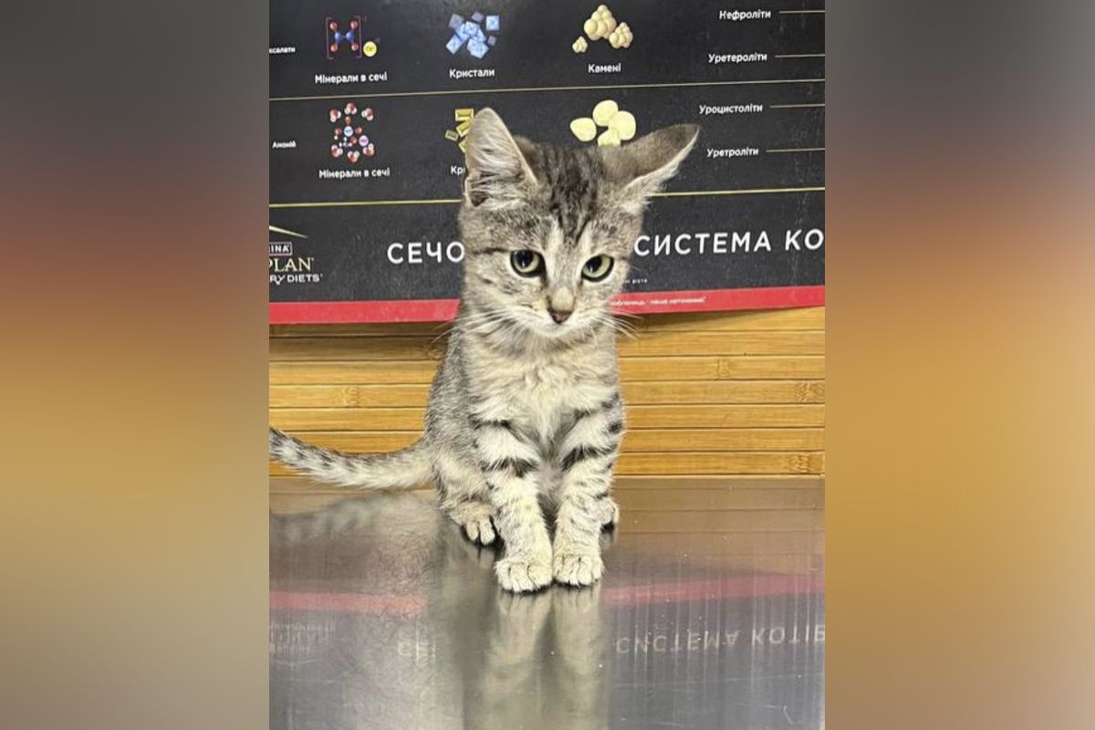 Маленький красавец Маленький красавец