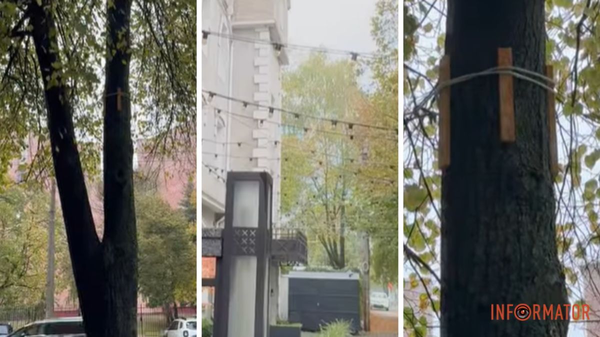 Прикраси можуть зашкодити деревам: у Дніпрі звернулися до підприємців